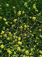 Moutarde (prise a Lens)(1)